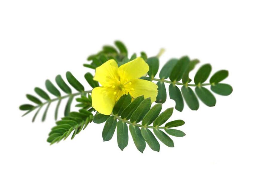 Tribulus terrestris als Deel vun Glucoren